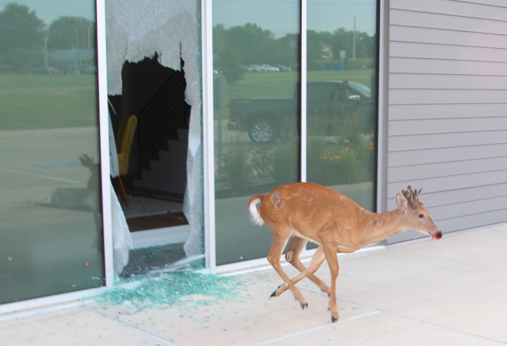 DEER ON THE LAM AFTER BREAK-IN